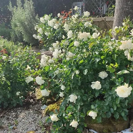 Joka E Food Апартаменты