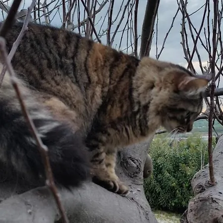 Joka E Food Апартаменты *